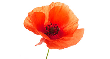 Coquelicot