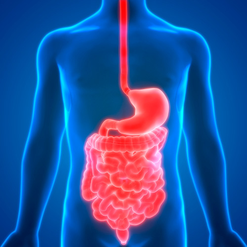 Digestion : comment fonctionne notre appareil digestif ?